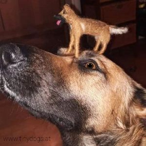 #tinydogs #dogportrait #dogstagram #dogsofinstagram #dogs #needlefelting #miniature #germanshepherdmix #germanshepherd #goodboi