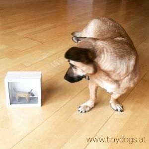 #tinydogs #dogportrait #dogstagram #dogsofinstagram #dogs #needlefelting #miniature #doggo #bamboozled