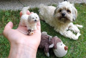 Bessie with Toy