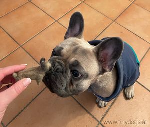 Chiku with his TinyDog