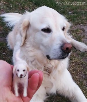 #dogsofinstagram #tinydogs #dogportrait #dogstagram #dogsofinstagram #goldenretriever #goldenpuppy #doggo #dogs #miniature #needlefelting